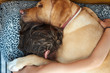 © Guille Faingold/Stocksy - Overhead of boy and dog hugging in bed.