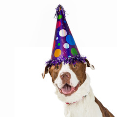 Wall Mural - Happy Birthday Dog Wearing Party Hat
