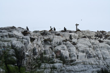 Birds nesting in the Farne Islands