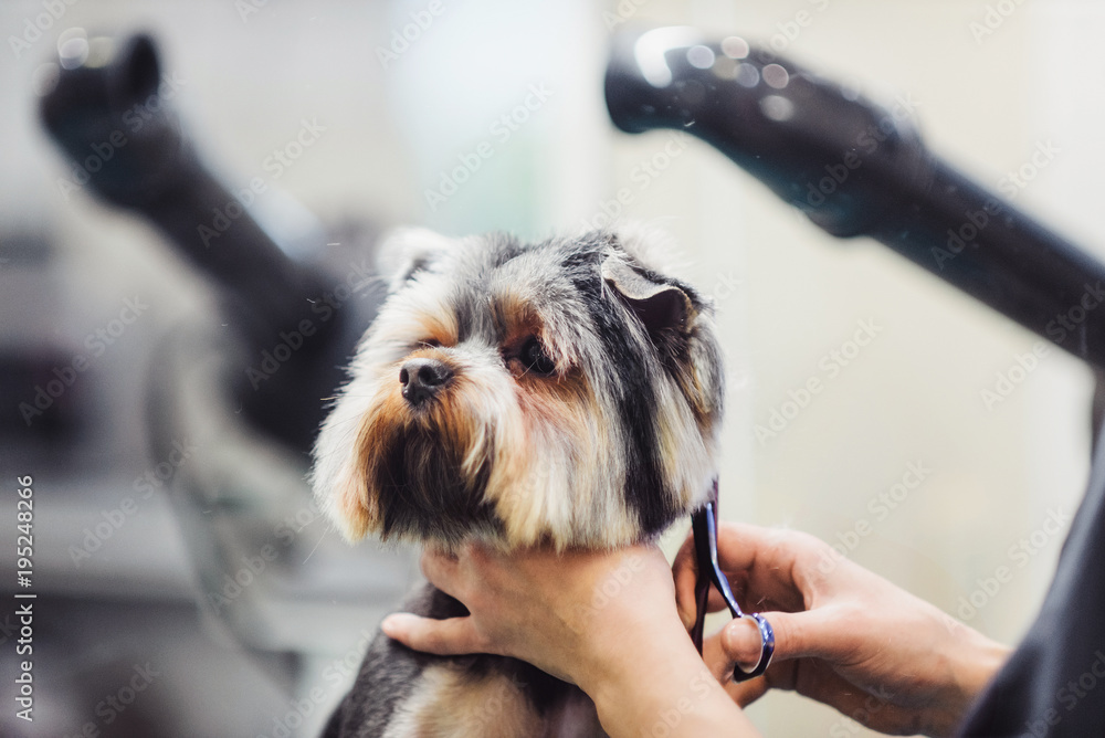 Photo Art Print Female Groomer Haircut Yorkshire Terrier