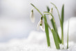 Snowdrops (Galanthus nivalis) grow out of the snow, the first flowers when spring is coming, macro shot with copy space in the snowy background