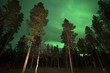 © Luca Pierro/Stocksy - Northern lights in a forest