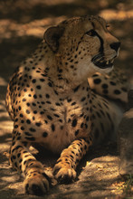 Cheetah Relaxing In Shade.