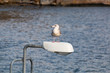 Seagull sitting on lamp post near the sea,  Sweden