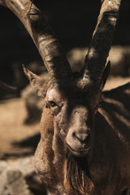 Wild Mountain Ibex/goat