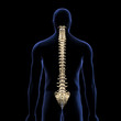 © HANK GREBE - Human Vertebral Column, Posterior View on Black Background