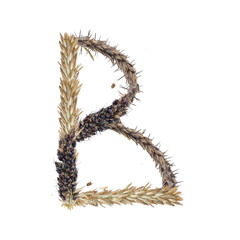 letter B of dried sorghum spikelets, blade of grass and corn inflorescences, isolate on white background