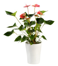Attractive Anthurium Flower Plant On White Pot
