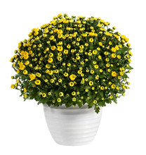 Pot Of Yellow Flowering Chrysanthemums