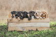 Litter of american staffordshire terrier puppies in a box