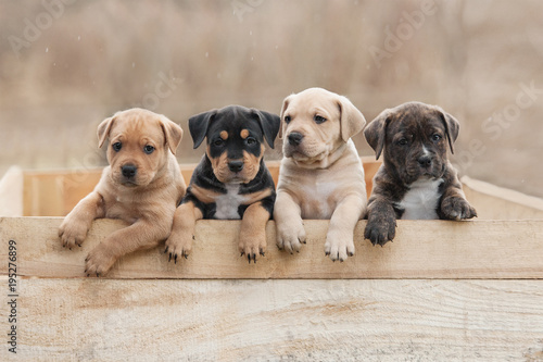 Fototapeta na szkło American Staffordshire Terier szczenięta siedzi w pudełku