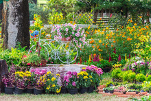 In Cozy Home Garden On Summer./ Vintage White Bike And Flowerpot In Cozy Home Flowers Garden On Summer.  
