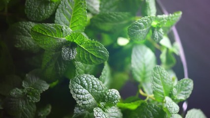 Wall Mural - Mint. Fresh mint leaves background closeup. Rotation 360. 4K UHD video footage 3840X2160