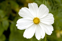 A Single White Cosmos Flower Close Up