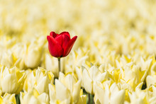A Single Red Tulip Growing In A Field Full Of Yellow Tulips