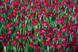 Fototapeta Tulipany -  World famous Tulip Festival in Emirgan Park, Istanbul, Turkey. Flowering of tulips.

