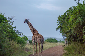 Sticker - Giraffe isolated in savannah of Nairobi park in Kenya