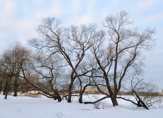 Winter landscape with white snow.