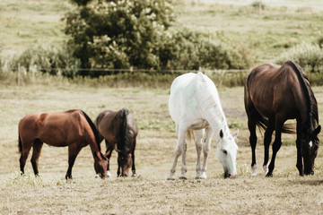 Wall Mural - Horses herd on meadow field during summer