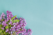 Lilac Branches On A Blue Background