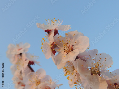 Plum blossoms dyed in the sunset　夕日に染まる梅の花