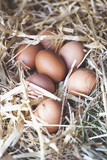 Fototapeta Kuchnia - fresh eggs on straw in chicken coop.