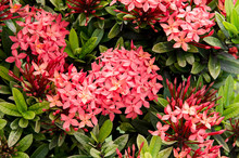 Bohol, Philippines August 1, 2013: Red Santan Flowers.