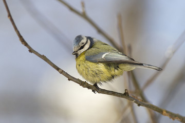 Wall Mural -  Eurasian blue tit (Cyanistes caeruleus) 