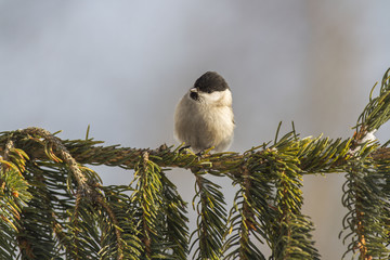 Wall Mural - marsh tit (Poecile palustris) in winter in frosty weather