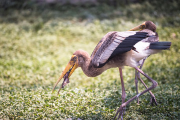 gray Heron or Egret bird predator