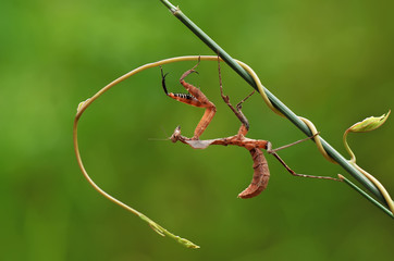 Wall Mural - praying mantis