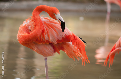 Dekoracja na wymiar  zblizenie-flaminga-brodzacego-w-wodzie