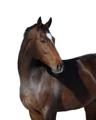 Wall Mural - Portrait of a bay horse look back isolated on white background	