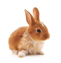 Browm Baby Rabbit Baby Rabbit Free Stock Photo - Public Domain Pictures