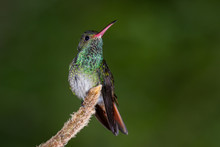 Rufous-tailed Hummingbird - Amazilia Tzacatl