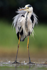 Canvas Print - The grey heron (Ardea cinerea) standing and fishing in the water.