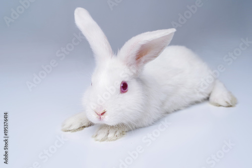 Zdjęcie XXL Biały królik na jasnoszarym tle.