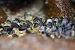 nature detail - many black edible mussels on a brown rock in a water pond - atlantic coastline
