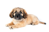 Fototapeta Psy - puppy of a golden retriever (shepherd)