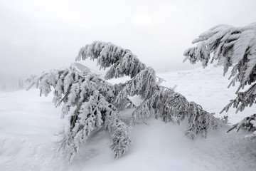 Sticker - Ice covered trees on snowy winter day