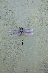 Wall Mural - beautiful sri lankan dragonfly