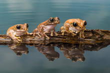 Three Amazon Milk Frogs On A Log