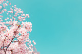Vintage style of Cherry blossom sakura in spring.Japan
