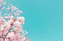 Vintage Style Of Cherry Blossom Sakura In Spring.Japan