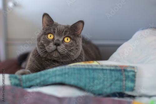 Gray British Shorthair Cat Boy With Orange Eyes Lies On The Bed