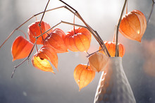 Red Orange Dry Physalis Alkekengi Lanterns
