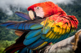 Fototapeta Sawanna - Amazon Jungle Parrot