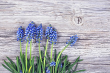 Blue Muscari Flowers