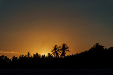 Canvas Print - silhouettes of palm trees against the sky at sunset