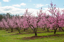 Southern Peach Orchard In Bloom